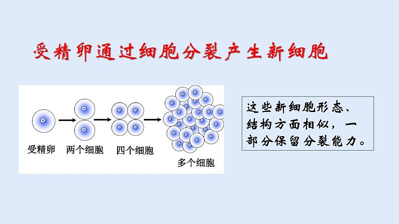 人教版七年级生物上册 2.2.2 动物体的结构层次 课件第4页