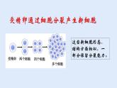 人教版七年级生物上册 2.2.2 动物体的结构层次 课件