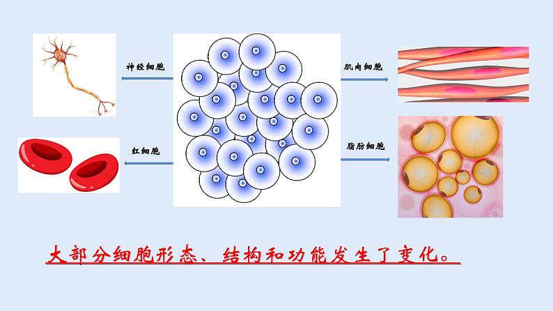 人教版七年级生物上册 2.2.2 动物体的结构层次 课件第5页