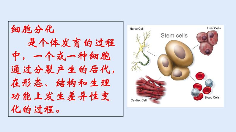 人教版七年级生物上册 2.2.2 动物体的结构层次 课件第6页