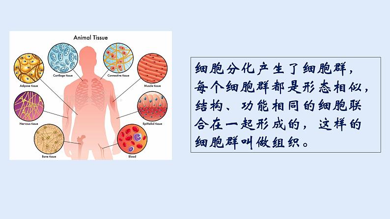 人教版七年级生物上册 2.2.2 动物体的结构层次 课件第7页