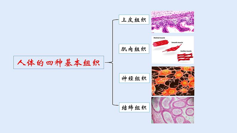 人教版七年级生物上册 2.2.2 动物体的结构层次 课件第8页