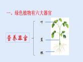 人教版七年级生物上册 2.2.3 植物体的结构层次 课件