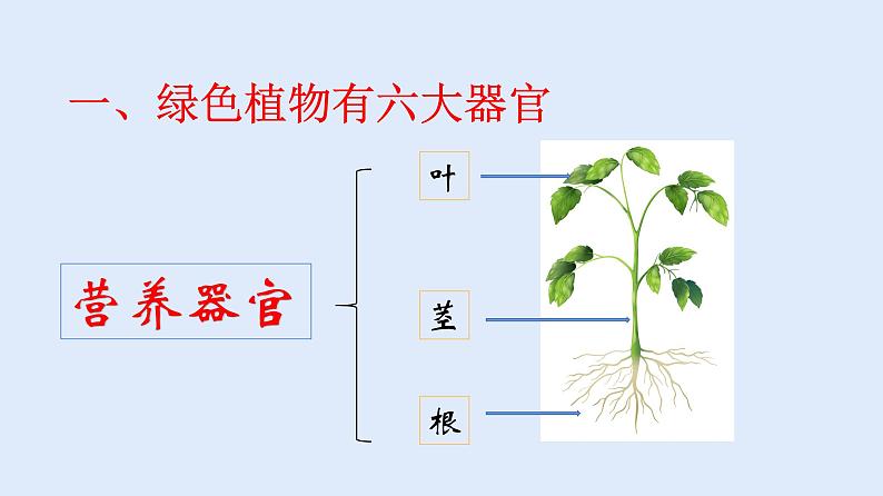 人教版七年级生物上册 2.2.3 植物体的结构层次 课件第3页