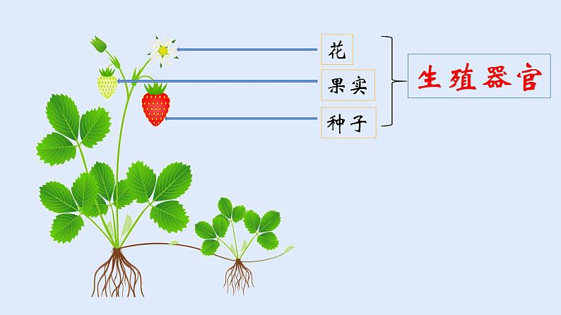 人教版七年级生物上册 2.2.3 植物体的结构层次 课件第4页