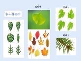 人教版七年级生物上册 2.2.3 植物体的结构层次 课件