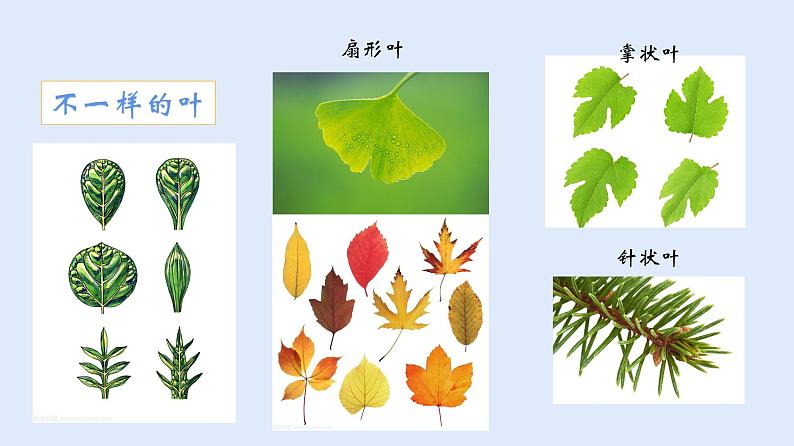 人教版七年级生物上册 2.2.3 植物体的结构层次 课件第5页