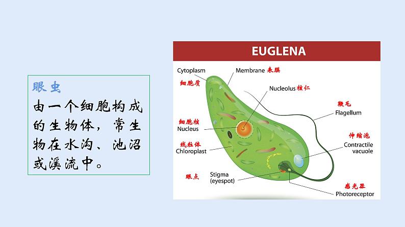 人教版七年级生物上册 2.2.4 单细胞生物 课件03