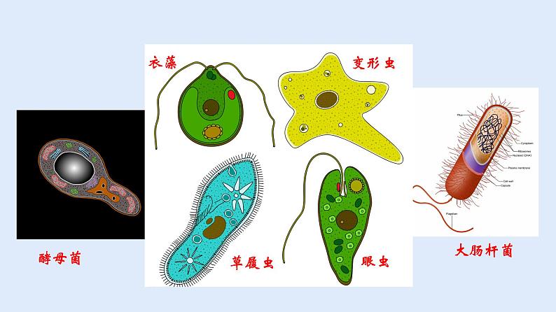 人教版七年级生物上册 2.2.4 单细胞生物 课件04