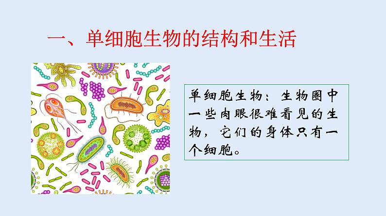 人教版七年级生物上册 2.2.4 单细胞生物 课件05