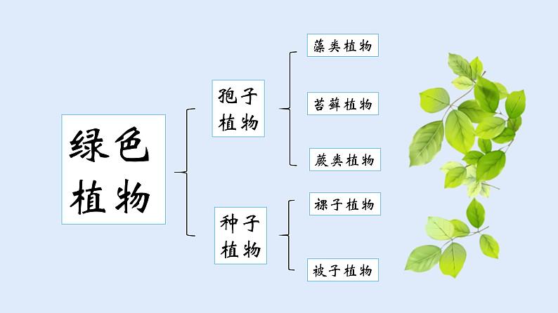 人教版七年级生物上册 3.1.1 藻类、苔藓和蕨类植物 课件03