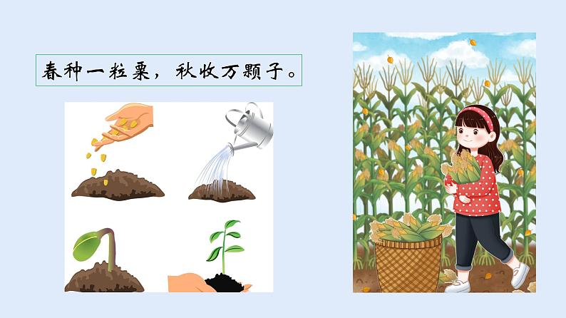 人教版七年级生物上册 3.1.2 种子植物 课件03