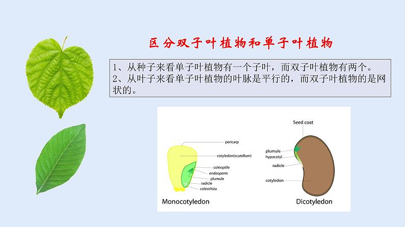 人教版七年级生物上册 3.1.2 种子植物 课件05