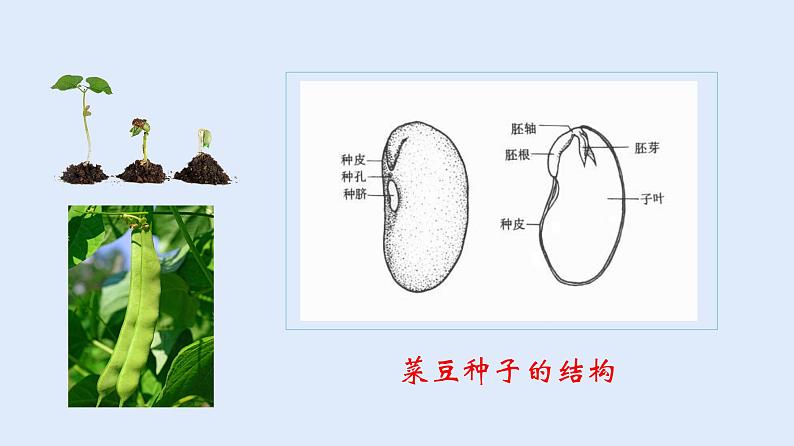 人教版七年级生物上册 3.1.2 种子植物 课件06