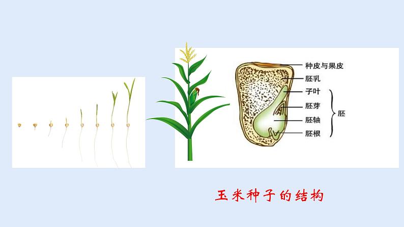 人教版七年级生物上册 3.1.2 种子植物 课件07