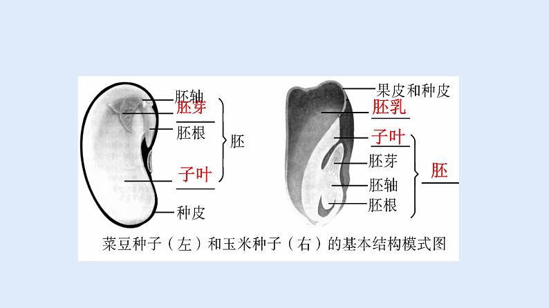 人教版七年级生物上册 3.1.2 种子植物 课件08