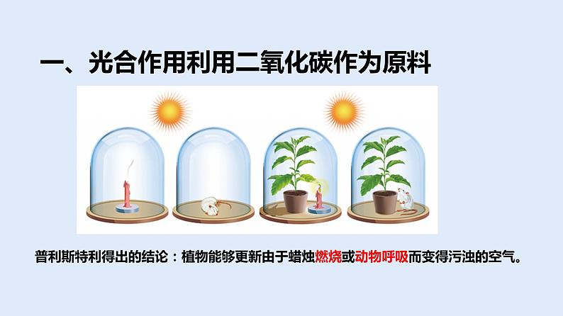 人教版七年级生物上册 3.5.1 光合作用吸收二氧化碳释放氧气 课件05