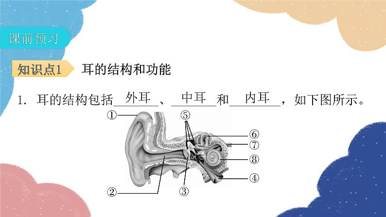 北师大版生物七年级下册 第12章 第2节 感受器和感觉器官第2课时 课件04