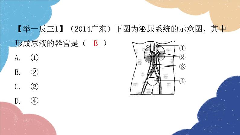 北师大版生物七年级下册 第11章 第2节 尿的形成与排出第1课时 课件07