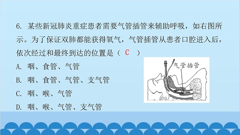 人教版生物七年级下册 第三章 第一节 呼吸道对空气的处理（课件）第6页