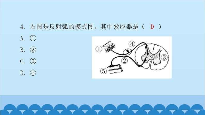 人教版生物七年级下册 第六章 第三节 神经调节的基本方式（课件）第5页