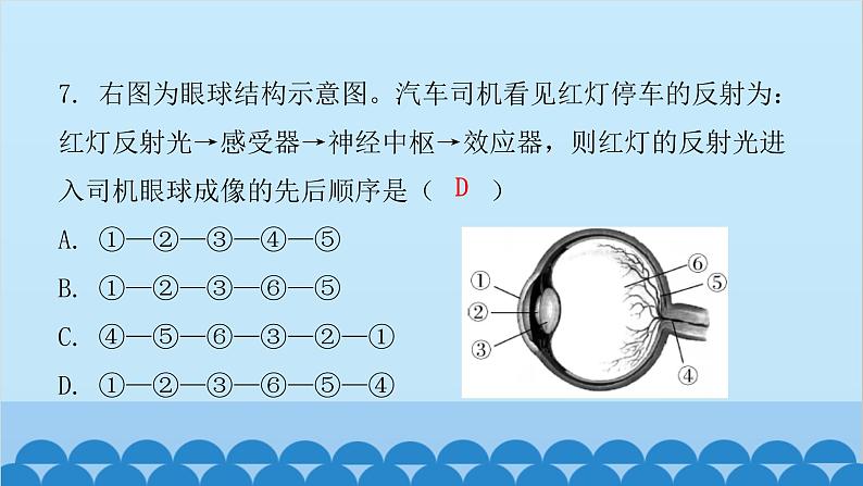 人教版生物七年级下册 第六章 第一节 人体对外界环境的感知（课件）06