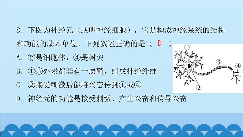 人教版生物七年级下册 第六章 第二节 神经系统的组成（课件）06