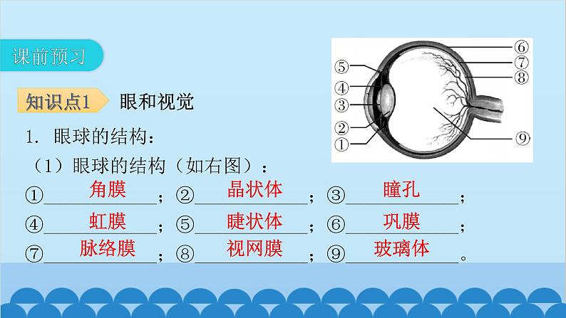 人教版生物七年级下册 第六章 第一节 人体对外界环境的感知-（课件）04