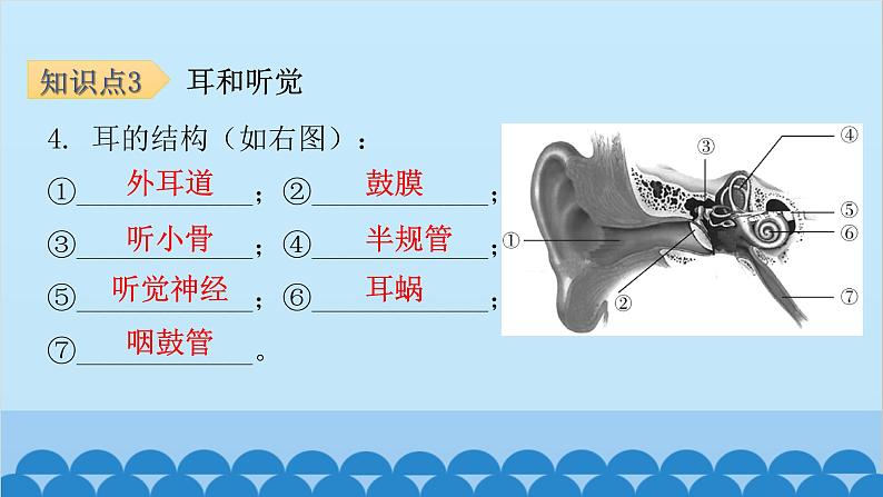 人教版生物七年级下册 第六章 第一节 人体对外界环境的感知-（课件）08