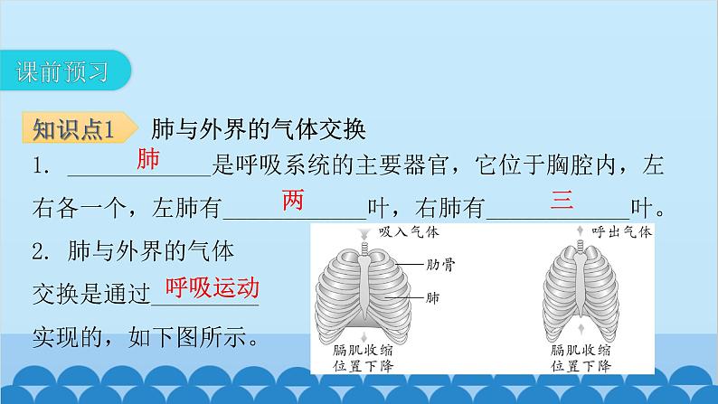 人教版生物七年级下册 第三章 第二节发生在肺内的气体交换（课件）04