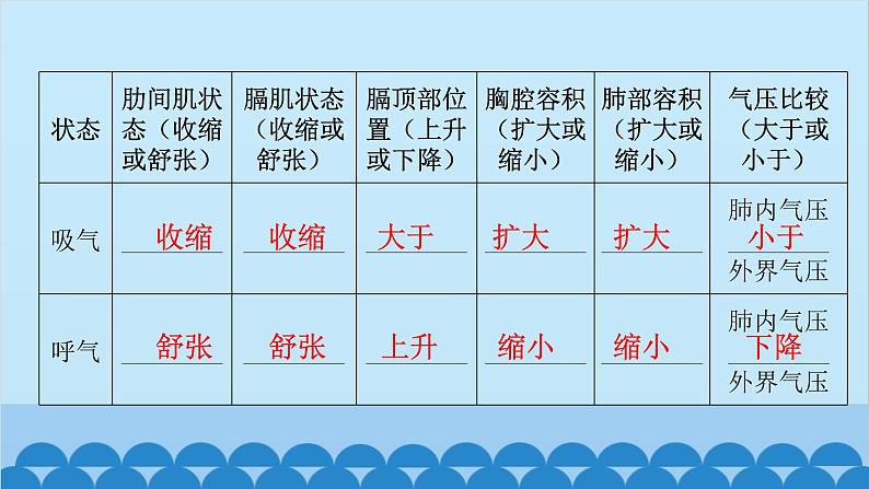 人教版生物七年级下册 第三章 第二节发生在肺内的气体交换（课件）05