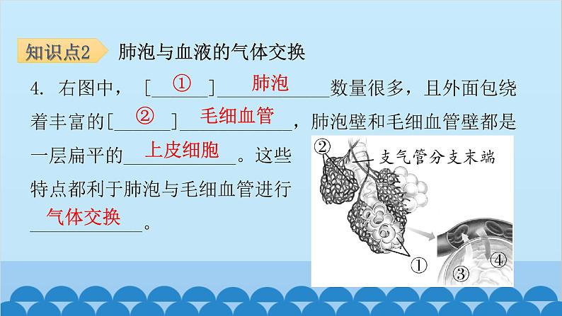 人教版生物七年级下册 第三章 第二节发生在肺内的气体交换（课件）07