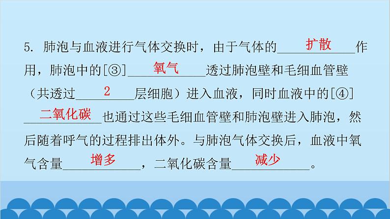 人教版生物七年级下册 第三章 第二节发生在肺内的气体交换（课件）08