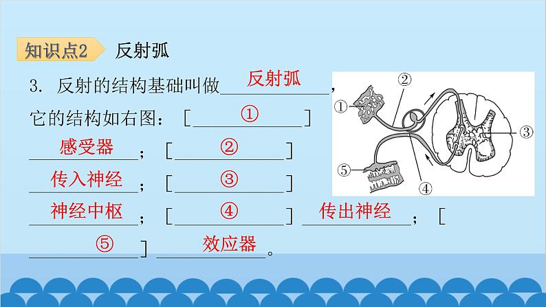 人教版生物七年级下册 第六章 第三节 神经调节的基本方式-（课件）第5页