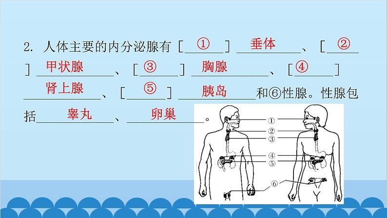 人教版生物七年级下册 第六章 第四节 激素调节-（课件）第5页