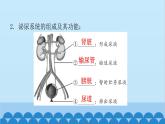人教版生物七年级下册 第五章 人体内废物的排出-（课件）