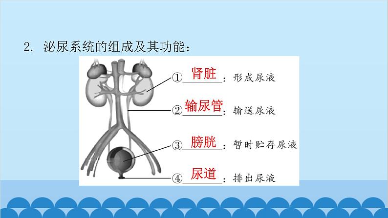 人教版生物七年级下册 第五章 人体内废物的排出-（课件）第5页