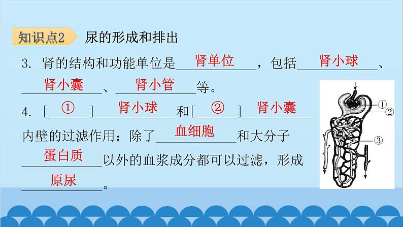 人教版生物七年级下册 第五章 人体内废物的排出-（课件）第6页