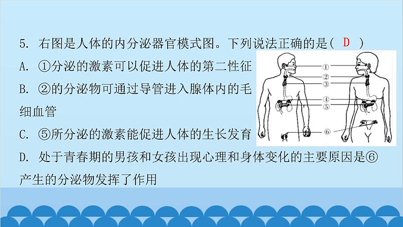 人教版生物七年级下册 第六章 第四节 激素调节（课件）第5页