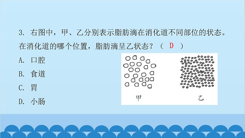 人教版生物七年级下册 第二章 第二节 消化和吸收（课件）04