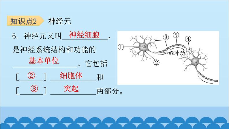 人教版生物七年级下册 第六章 第二节 神经系统的组成-（课件）07