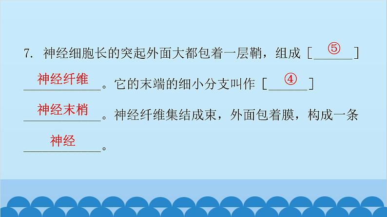 人教版生物七年级下册 第六章 第二节 神经系统的组成-（课件）08