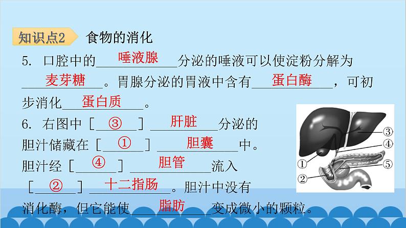 人教版生物七年级下册 第二章 第二节 消化和吸收-（课件）06