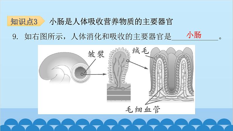 人教版生物七年级下册 第二章 第二节 消化和吸收-（课件）08