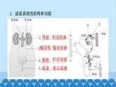 人教版生物七年级下册 第五章 人体内废物的排出-(重点图角手册)（课件）