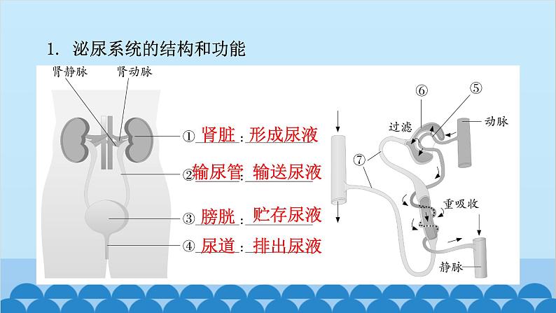 人教版生物七年级下册 第五章 人体内废物的排出-(重点图角手册)（课件）第2页