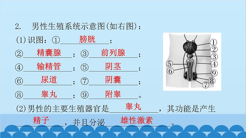 人教版生物七年级下册 第一章 第二节 人的生殖-（课件）05