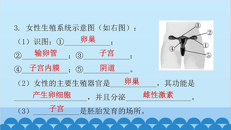 人教版生物七年级下册 第一章 第二节 人的生殖-（课件）06