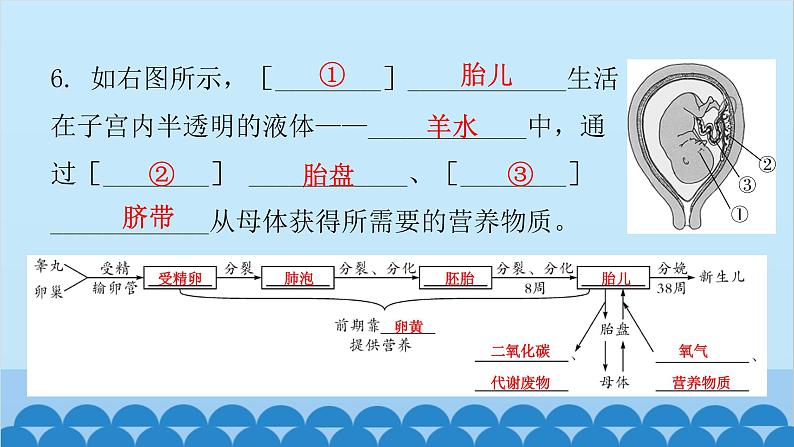 人教版生物七年级下册 第一章 第二节 人的生殖-（课件）08