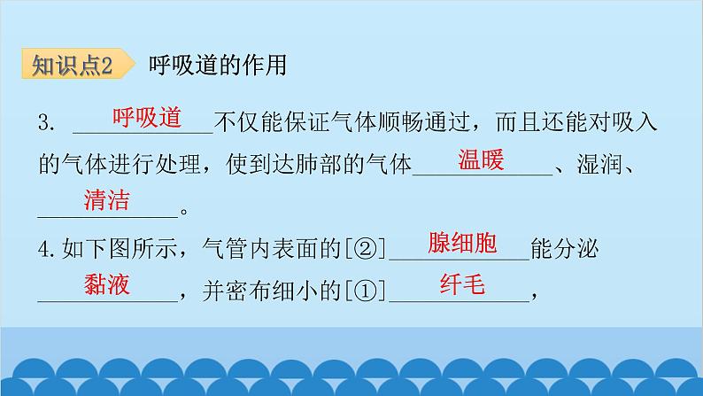 人教版生物七年级下册 第三章 第一节 呼吸道对空气的处理-（课件）第6页